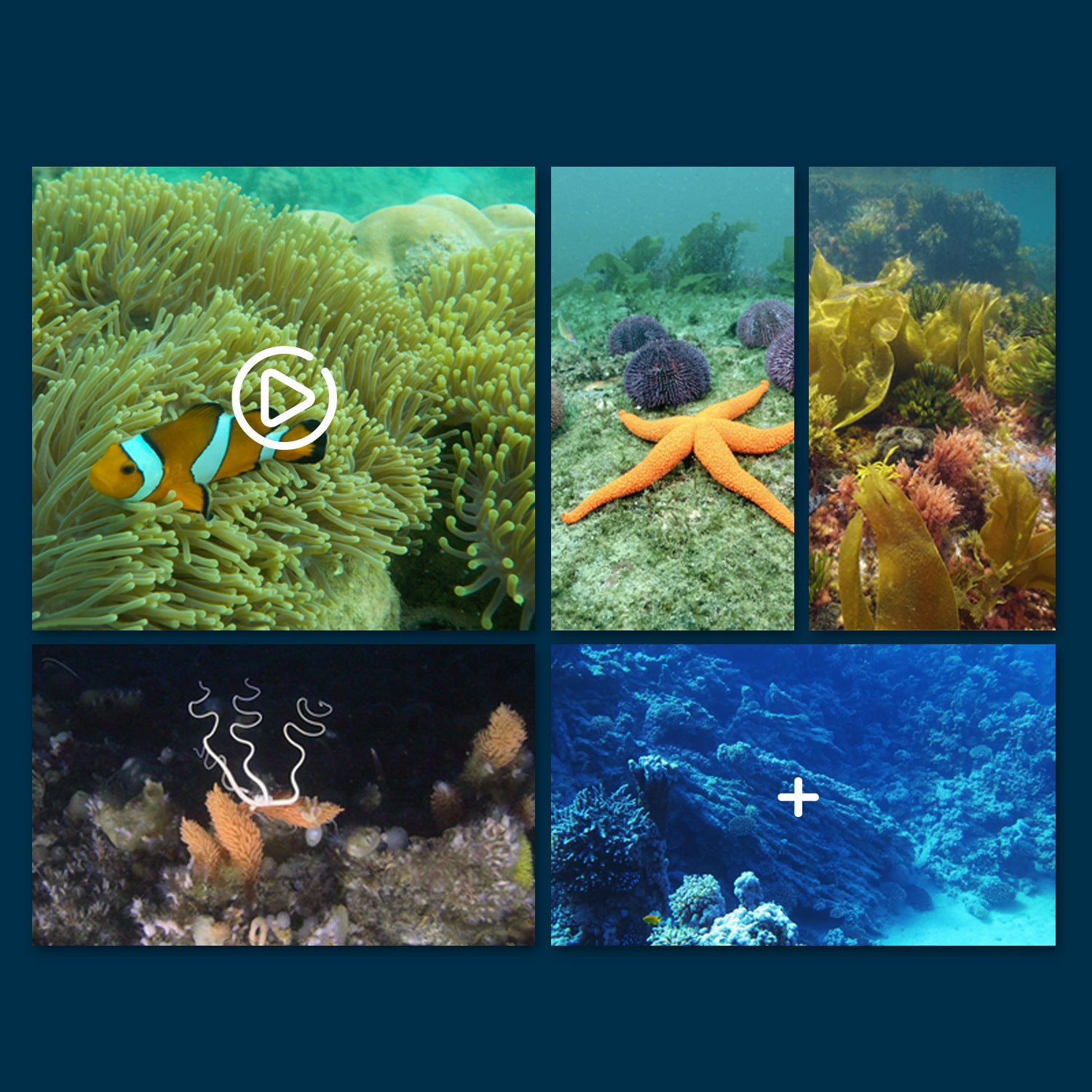 underwater camera with remote control